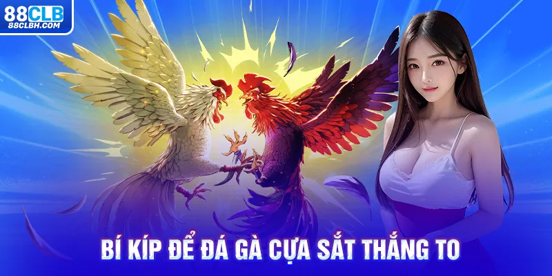 Bí kíp để đá gà cựa sắt thắng to 