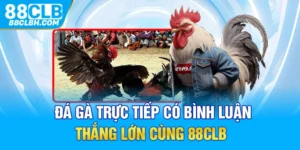 Đá Gà Trực Tiếp Có Bình Luận - Thắng Lớn Cùng 88CLB