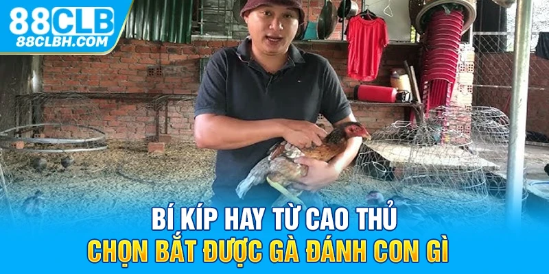 Bí kíp hay từ cao thủ chọn bắt được gà đánh con gì  