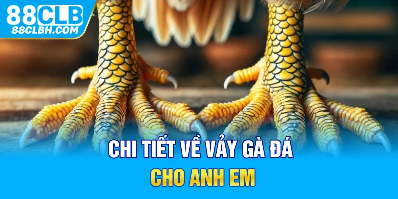 Chi tiết về vảy gà đá cho anh em