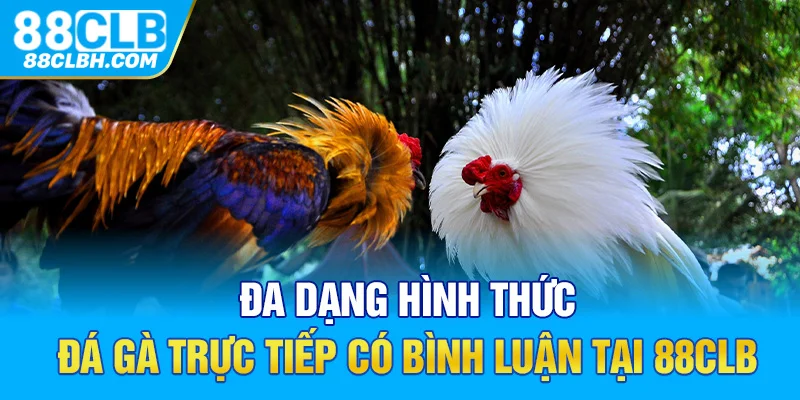 Đa dạng hình thức đá gà trực tiếp có bình luận tại 88CLB