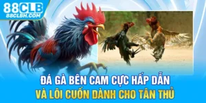 Đá Gà Bên Cam Cực Hấp Dẫn Và Lôi Cuốn Dành Cho Tân Thủ