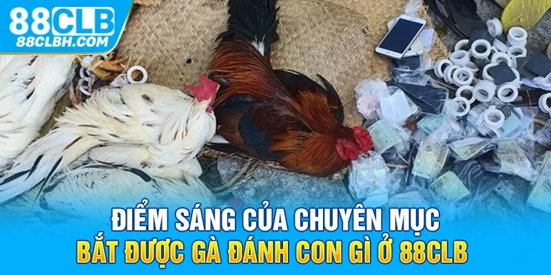 Điểm sáng của chuyên mục bắt được gà đánh con gì ở 88CLB 