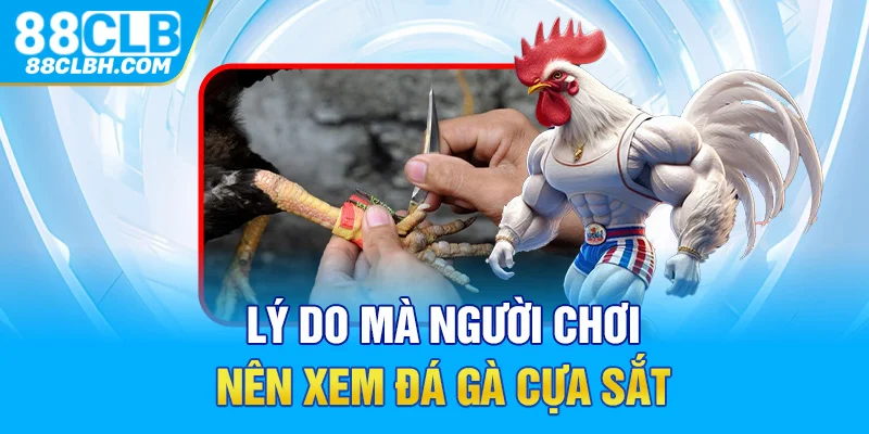 Lý do mà người chơi nên xem đá gà cựa sắt